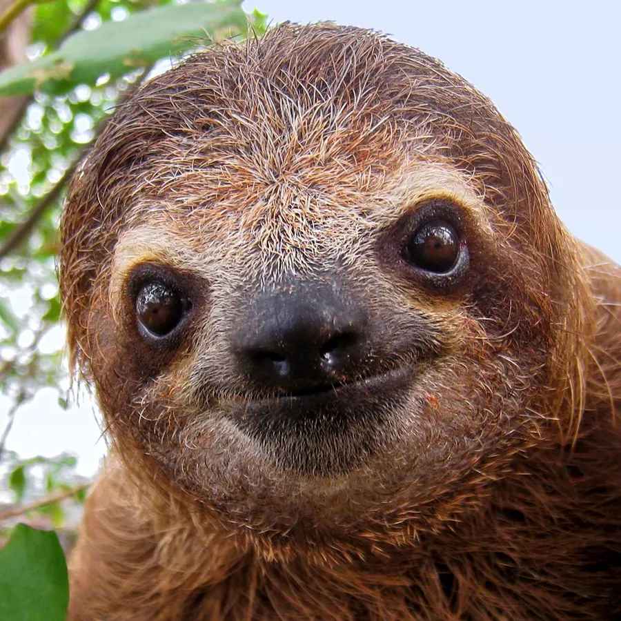 Sloth pictures