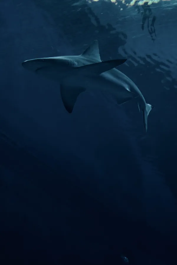 Shark Iphone
