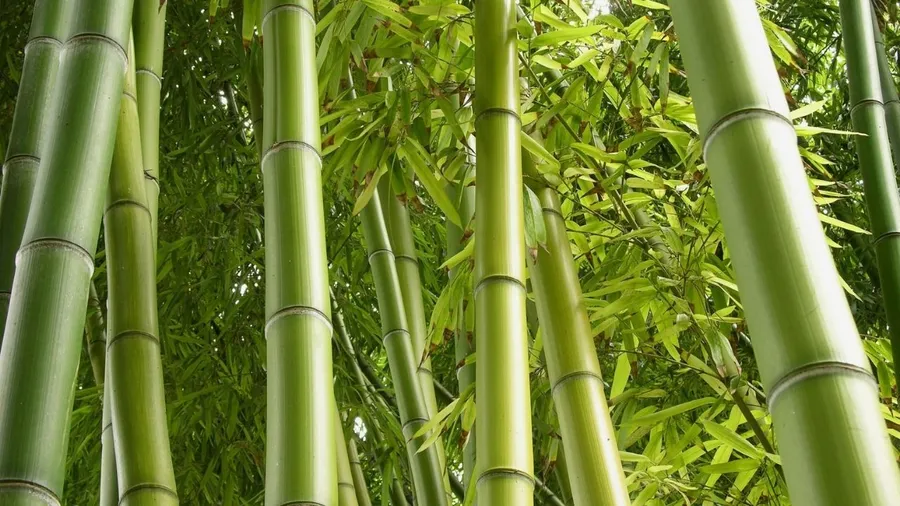 720p Bamboo Background