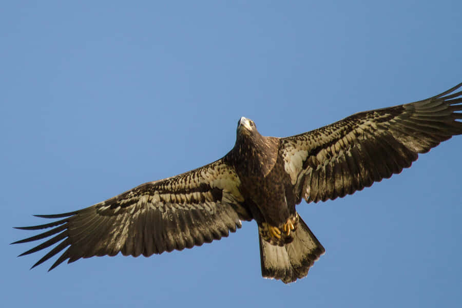 Enstor ørn, der flyver på himlen.