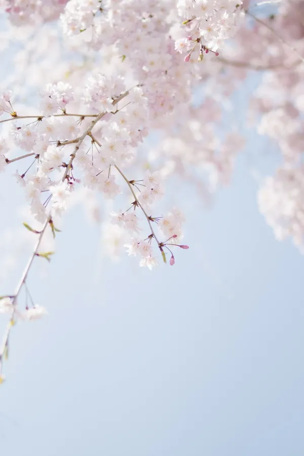 Soft Spring Aesthetic