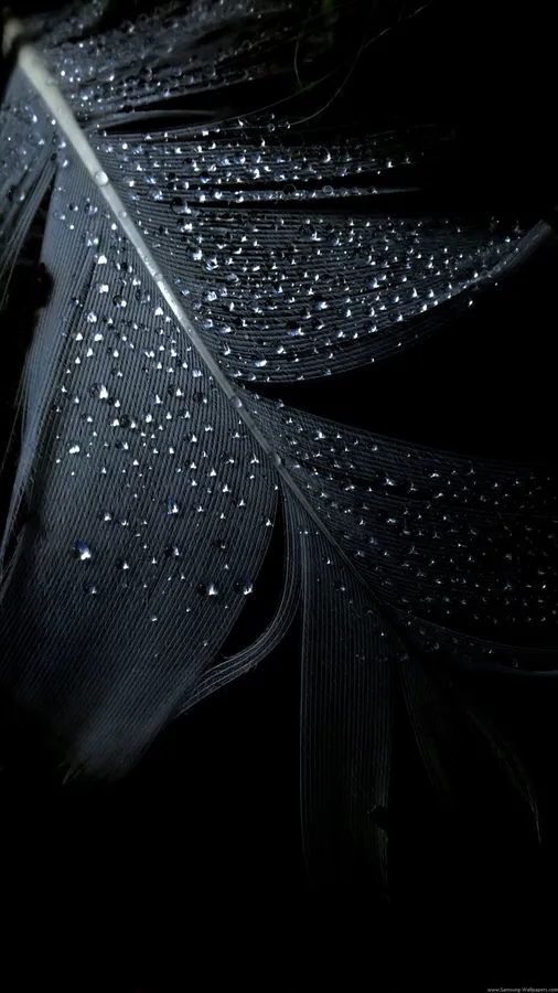 Pure Black Oled