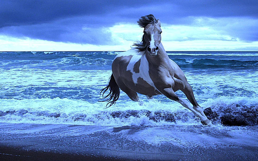 Dier Paard Oceaan Zee HD Wallpaper | Achtergrondafbeelding