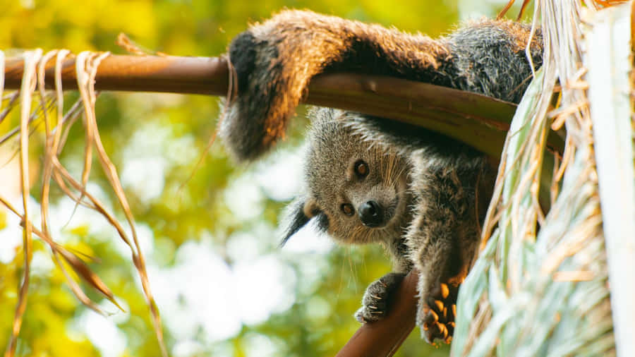 Binturong entspannt auf einem Ast