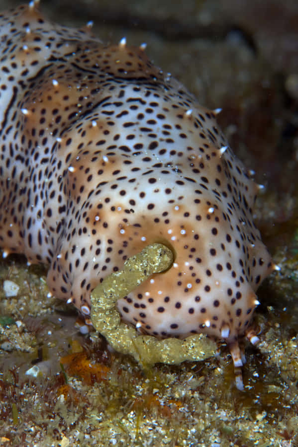 Cetriolo di Mare Maculato sul Fondale Marino