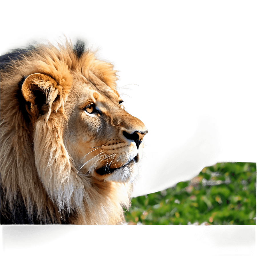 Realistic Lion PNG 23