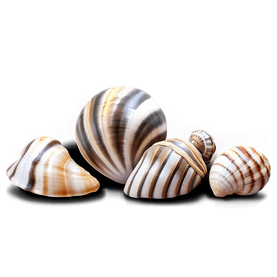 Decorative Shells Collection PNG qwx12