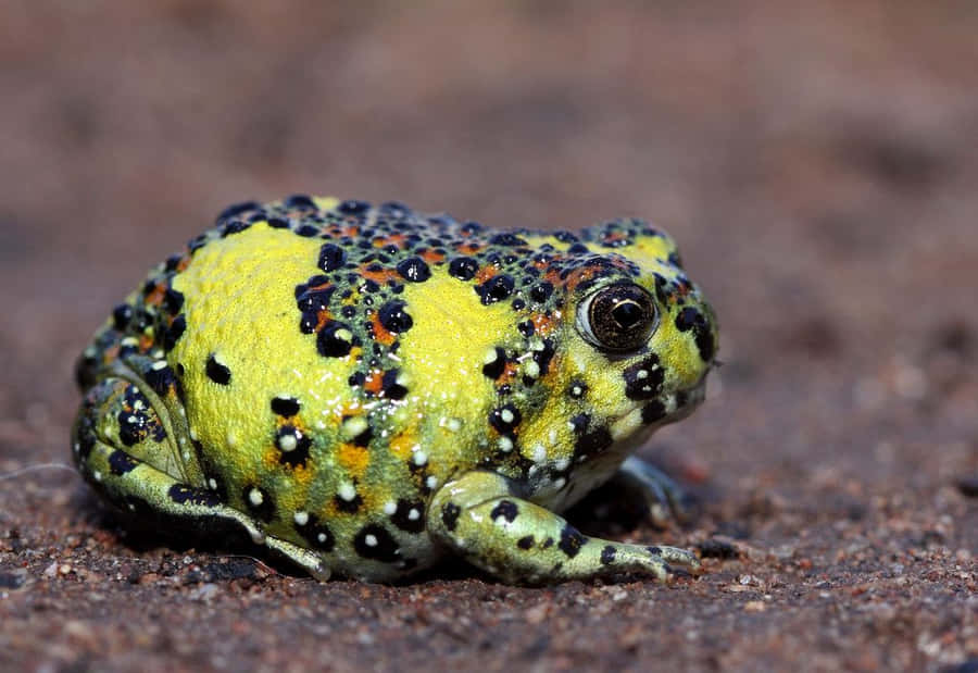 Imagemde Sapo Redondo