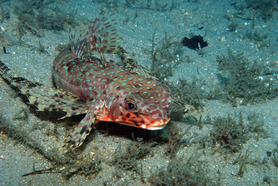 Flygande Gurnard Sprider Fenor