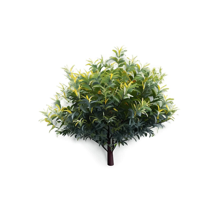 Native Bushes PNG 05242024