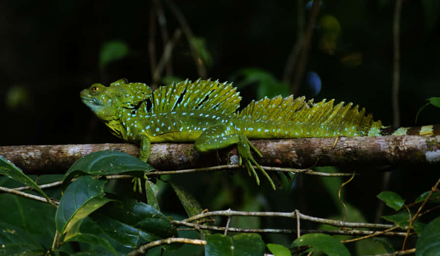 Lagarto Basilisco Verde em Galho