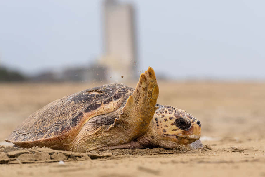 Tartaruga Cabeçuda na Praia de Areia
