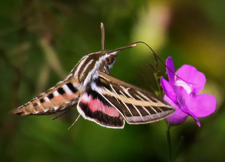 Sphinx Mothin Flight