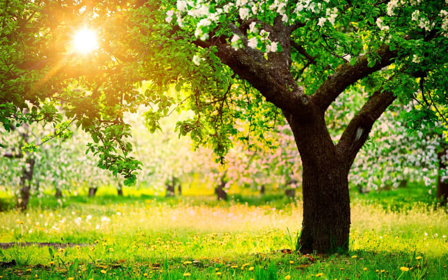 Forårudenfor 2560 x 1600 tapet