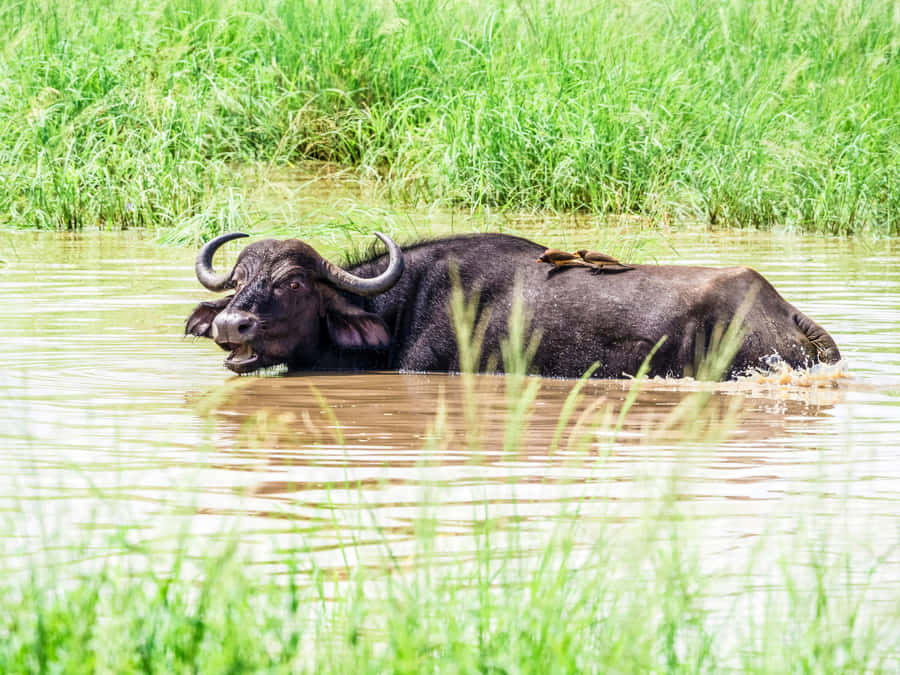 Búfalo d'Água Refrescando-se no Lago.jpg