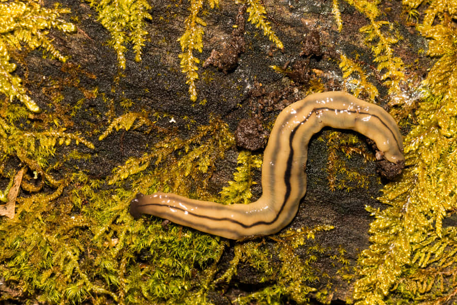 Planarian på Moss