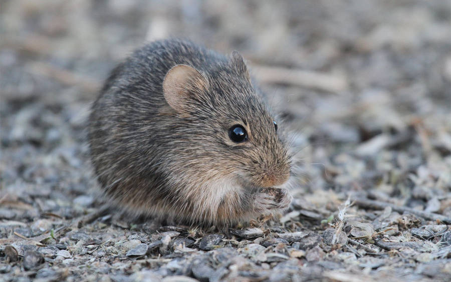 Preview wallpaper rodent, bites, mouse