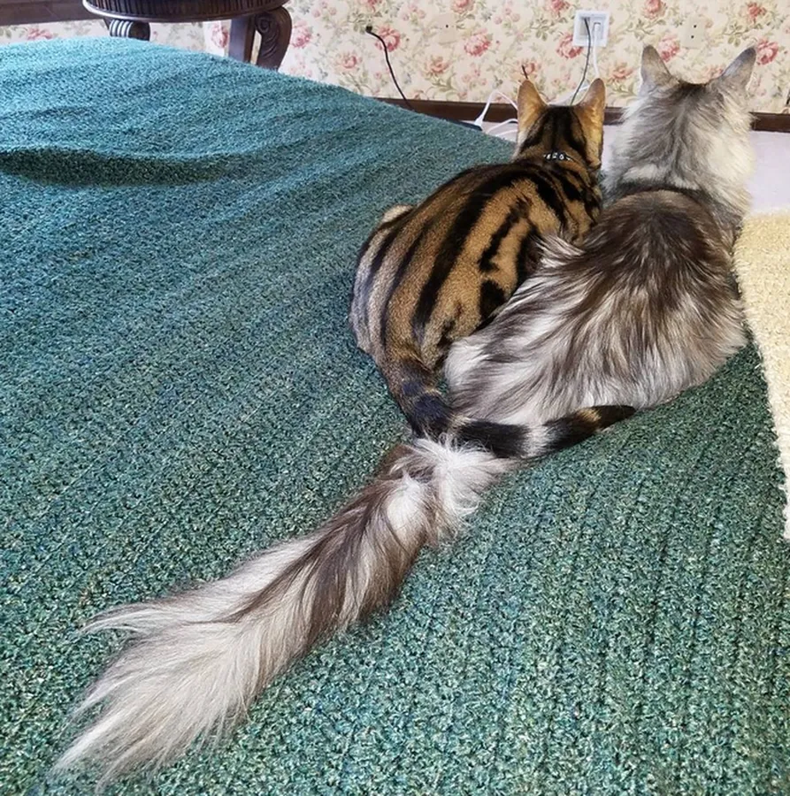 Cat Tail Pictures
