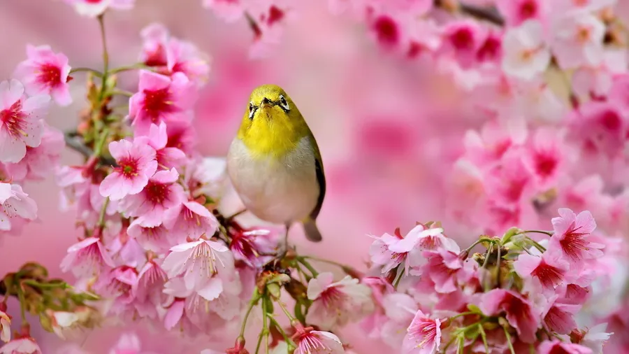 Cute Spring Bird