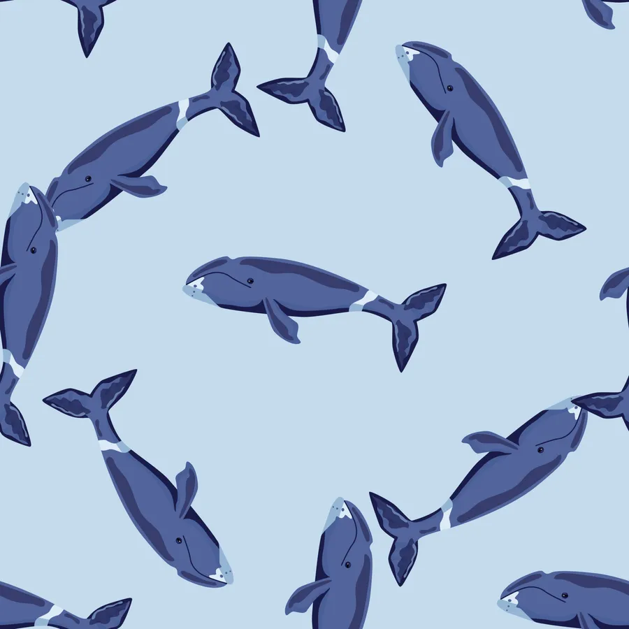 Bowhead Whale Pattern Illustration