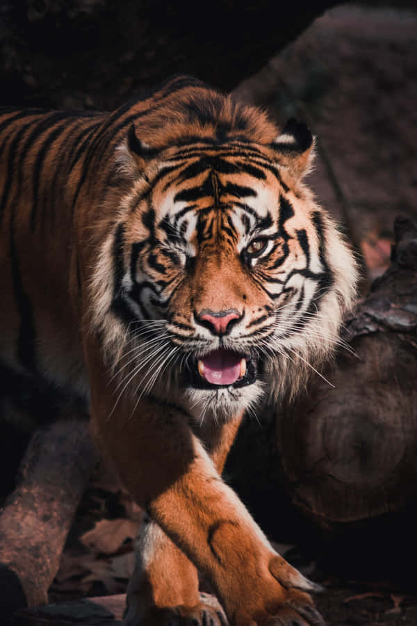 Majestätischerbengalischer Tiger, der am See hockt