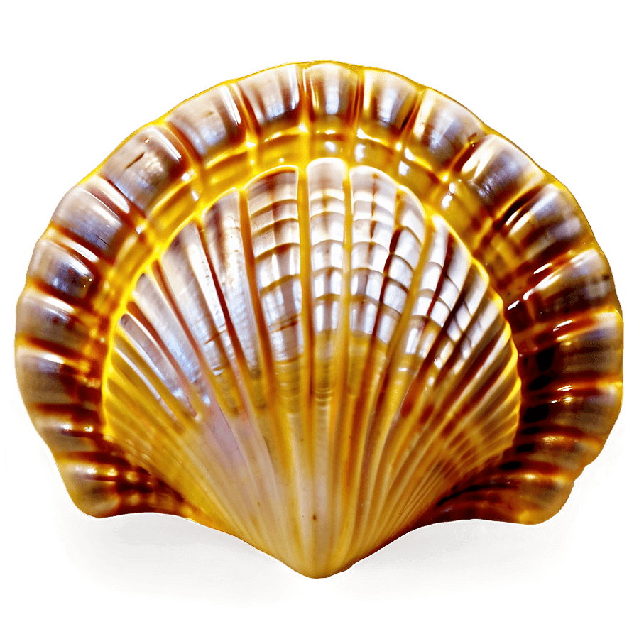 Clam Shell Mosaic PNG 06292024