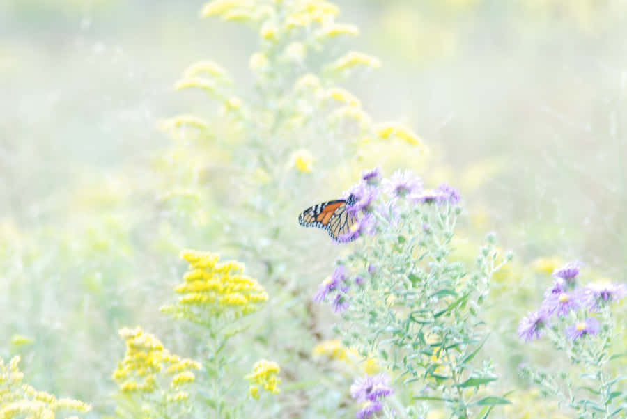 ErlebenSie die Pracht der Natur in einem Schmetterlingsgarten