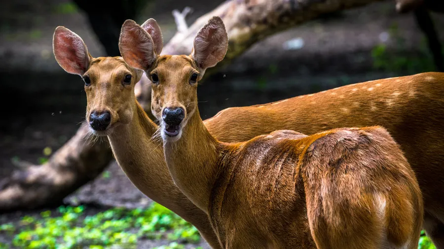 Deer Desktop