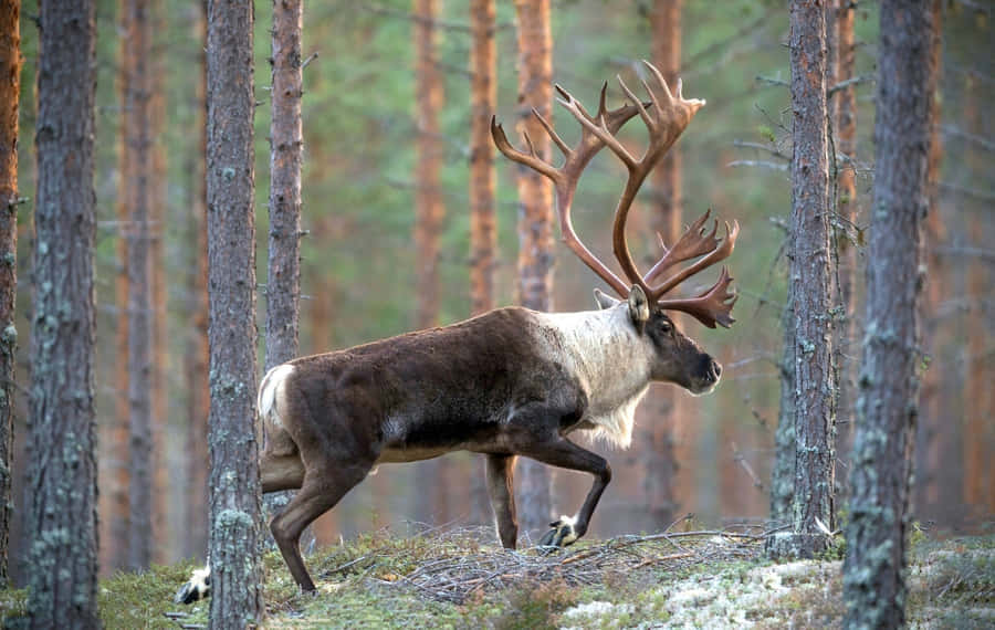 Majestätischer Karibu im Waldspaziergang