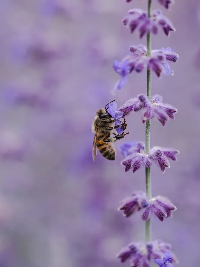 Lavender Background