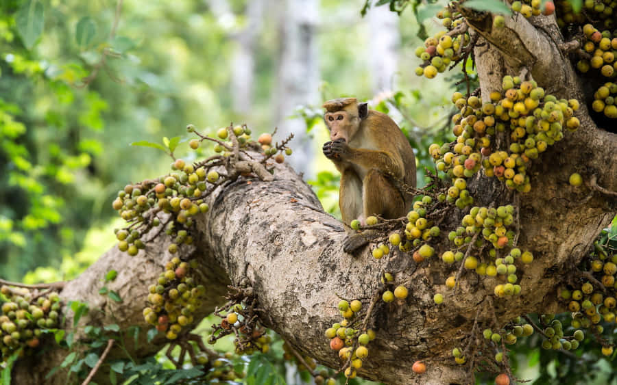 Macaque Saboreando Frutas na Árvore