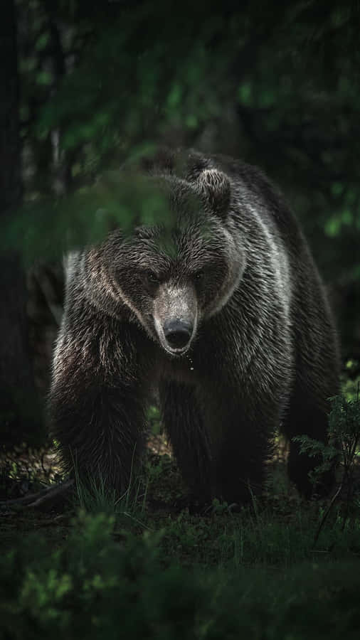 Orso Grizzly Maestoso nella Natura Selvaggia