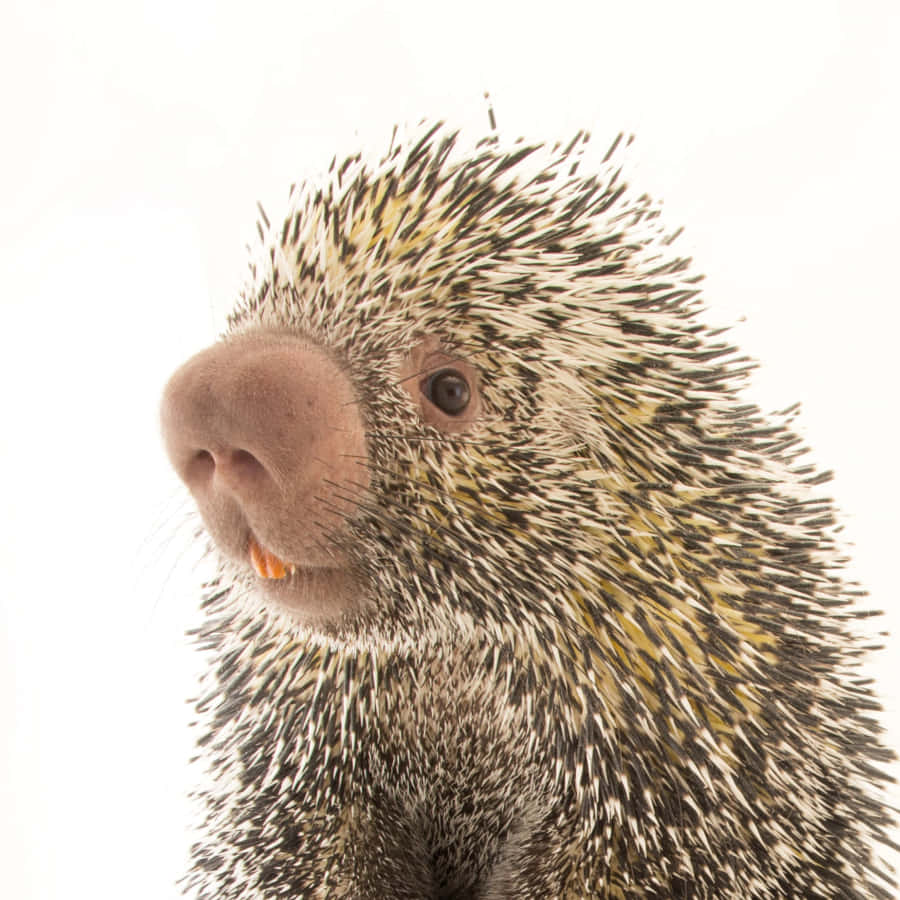 BrasilianischesStachelschwein Nager Bild