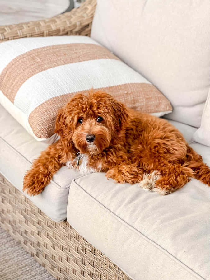 Cachorro Doodle Vermelho Fofo no Sofá