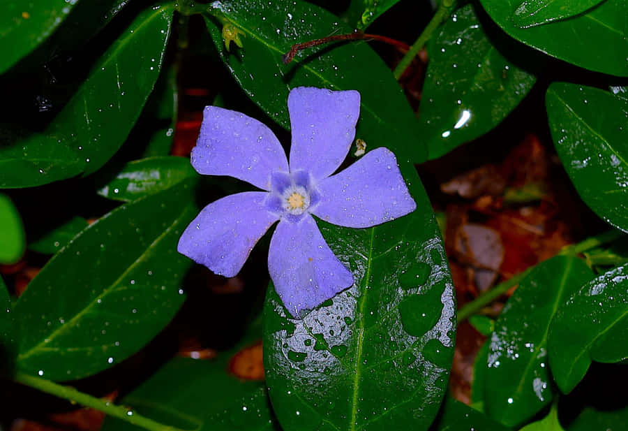 Periwinkle Blume mit Tautropfen.jpg