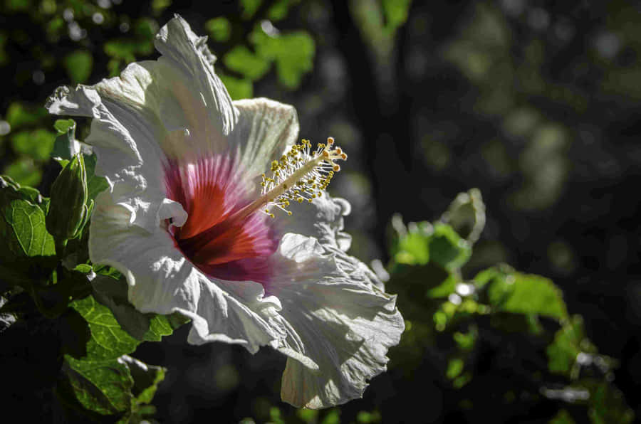 Hawaiiansk Hibiskus Tropiske Planter Billede Tapeter til Computere eller Mobiltelefoner