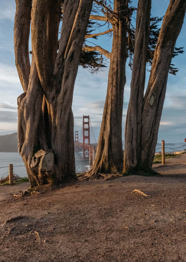 Udforsk Android Californien, hvor du kan se verden i store dimensioner.
