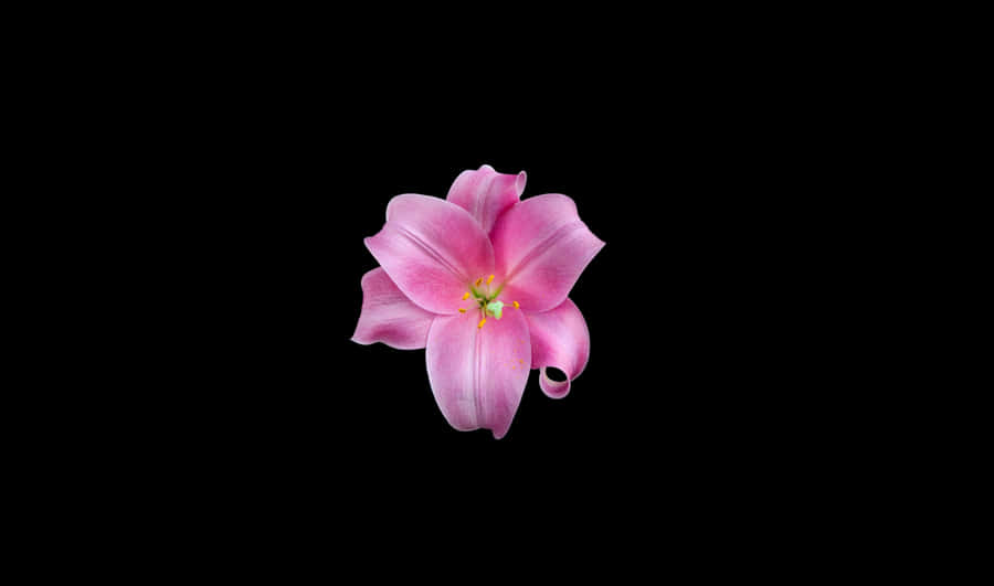 PinkLily 2440x1440 Amoled Hintergrund