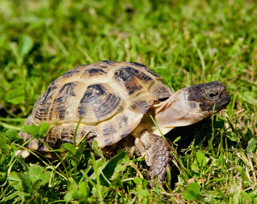 Turtle pictures