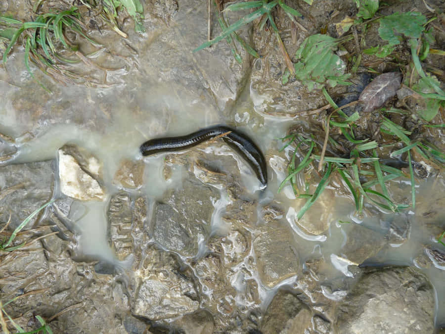 Egel im natürlichen Lebensraum
