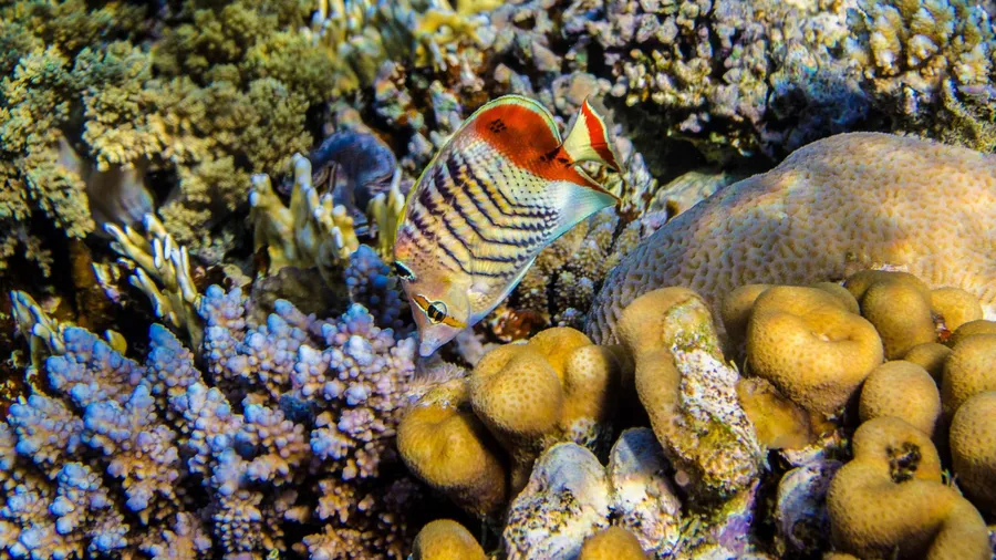 Eritrea Fish