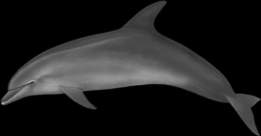 Graceful Dolphinin Dark Waters.jpg