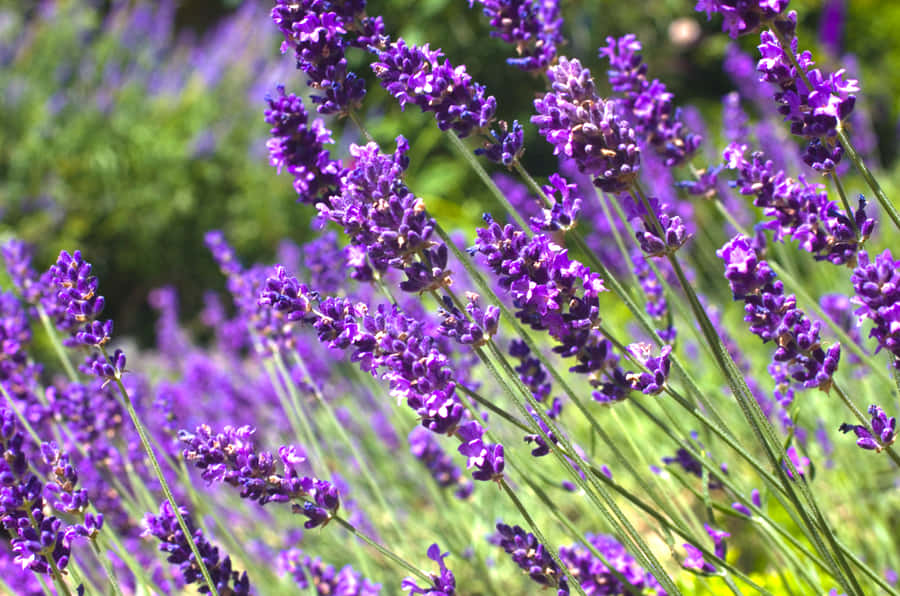 InvitanteLiquirizia Viola