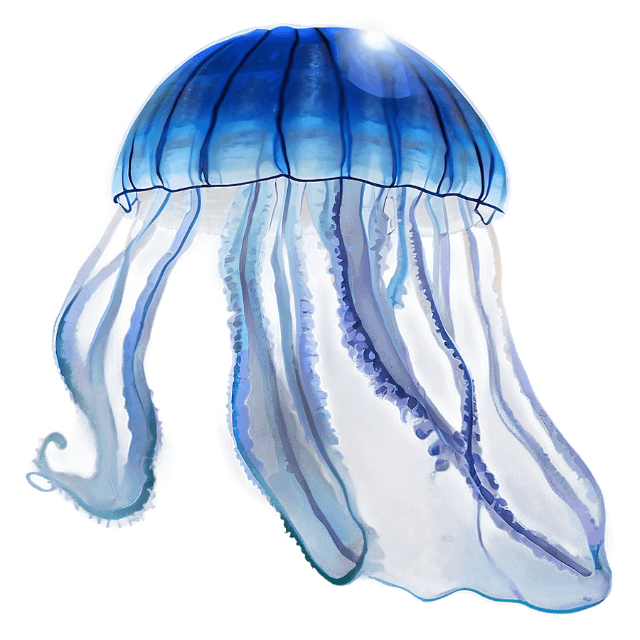 Moon Jelly Under Moonlight PNG 5