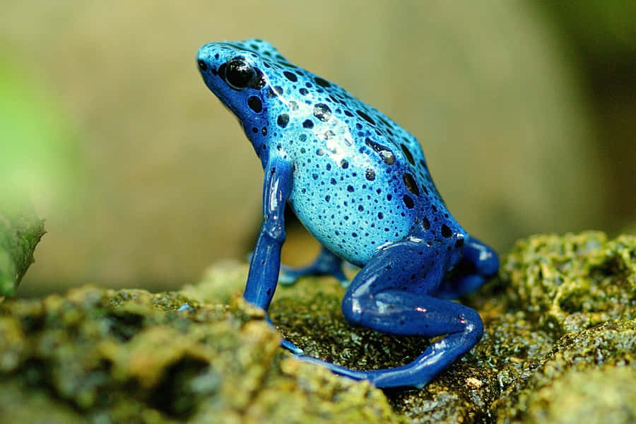 Blauer Pfeilgiftfrosch im Lebensraum