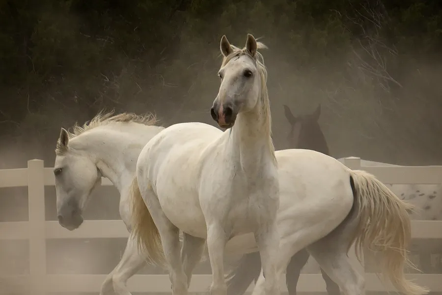 horses Pictures