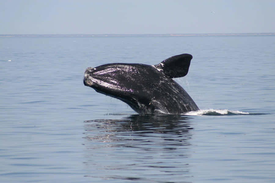 Höger Val Breaching Havet