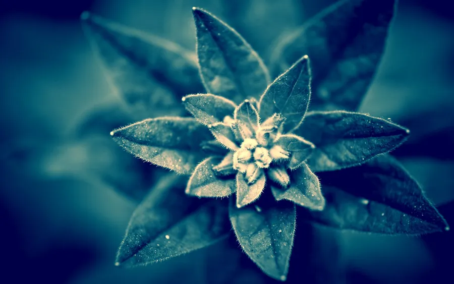 Plant Background