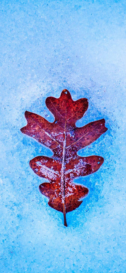 OnePlus7 Pro Blatt auf Schnee