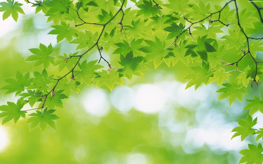 Green Desktop